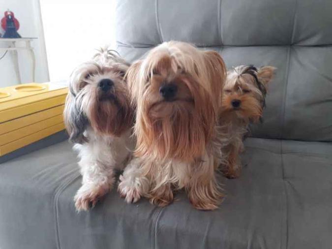 Spike, Maria Ricota e Toddy passaram a comer frutas por indicação da veterinária(foto: Arquivo Pessoal) Spike, Maria Ricota e Toddy passaram a comer frutas por indicação da veterinária(foto: Arquivo Pessoal)