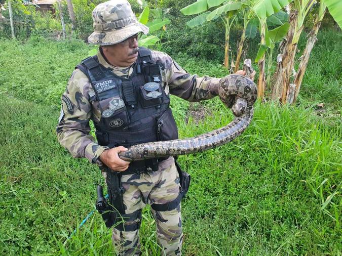 As três jiboias foram encontradas em casas do Park Way e do Gama(foto: Divulgação PMDF) As três jiboias foram encontradas em casas do Park Way e do Gama(foto: Divulgação PMDF)