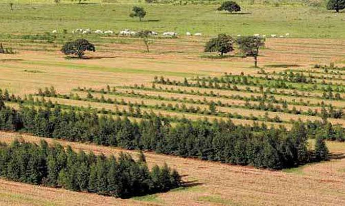 Técnica que mescla floresta, plantio e pecuária em fazenda da Embrapa: na Dinamarca, solução parecida reduziu em 28% as emissões de carbono(foto: Carlos Silva/Esp. CB/D.A Press - 12/12/09) Técnica que mescla floresta, plantio e pecuária em fazenda da Embrapa: na Dinamarca, solução parecida reduziu em 28% as emissões de carbono(foto: Carlos Silva/Esp. CB/D.A Press - 12/12/09)