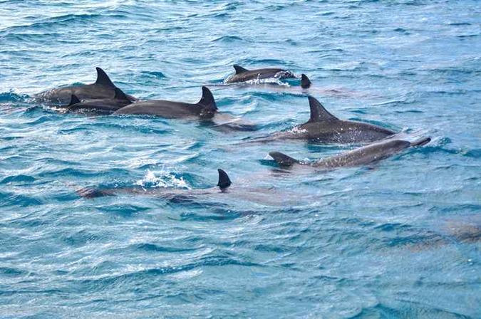 Os simpáticos golfinhos-rotadores adoram acompanhar os barcos e são os modelos preferidos dos turistas(foto: Diego Ponce de Leon/CB/D.A Press) Os simpáticos golfinhos-rotadores adoram acompanhar os barcos e são os modelos preferidos dos turistas(foto: Diego Ponce de Leon/CB/D.A Press)
