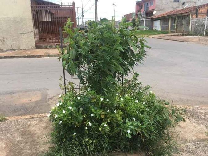 Pé de maconha estava plantado sobre um arbusto florido, em frente a uma casa(foto: Divulgação/PMDF) Pé de maconha estava plantado sobre um arbusto florido, em frente a uma casa(foto: Divulgação/PMDF)