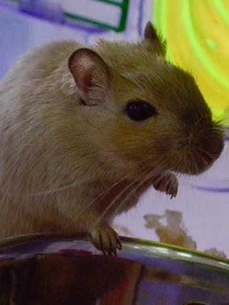 Uma das hamsters que mora no espaço(foto: Clara Lobo/Esp.CB/D.A Press) Uma das hamsters que mora no espaço(foto: Clara Lobo/Esp.CB/D.A Press)