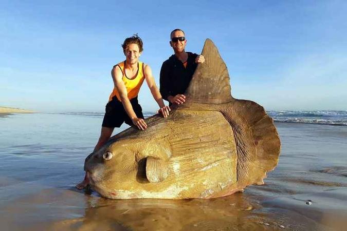 Peixe-Lua encalhado(foto: Courtesy e Linette Grzelak/AFP) Peixe-Lua encalhado(foto: Courtesy e Linette Grzelak/AFP)