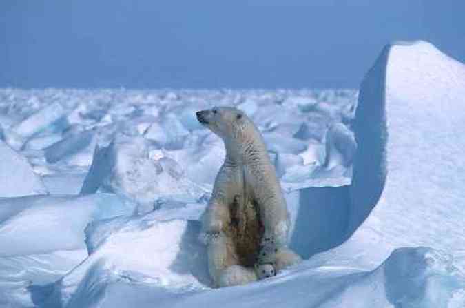 Uma foto do folheto disponibilizada em 17 de julho de 2020 pela Polar Bears International mostra um urso polar com seus filhotes no gelo marinho, a nordeste da baía de Prudhoe, no Alasca, em 1985.(foto: Steven C. AMSTRUP / POLAR BEARS INTERNATIONAL / AFP)