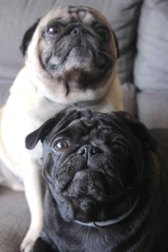Os pugs Loki (de pelo escuro) e Mel sentem muito calor: água e frutas geladas(foto: Vinicius Cardoso Vieira/Esp. CB/D.A Press) Os pugs Loki (de pelo escuro) e Mel sentem muito calor: água e frutas geladas(foto: Vinicius Cardoso Vieira/Esp. CB/D.A Press)