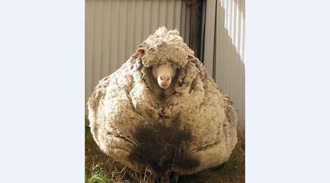 A ovelha rendeu com 41,1 quilos de lã numa única tosa(foto: Handout / Rspca Australian Capital Territory/ AFP) A ovelha rendeu com 41,1 quilos de lã numa única tosa(foto: Handout / Rspca Australian Capital Territory/ AFP)