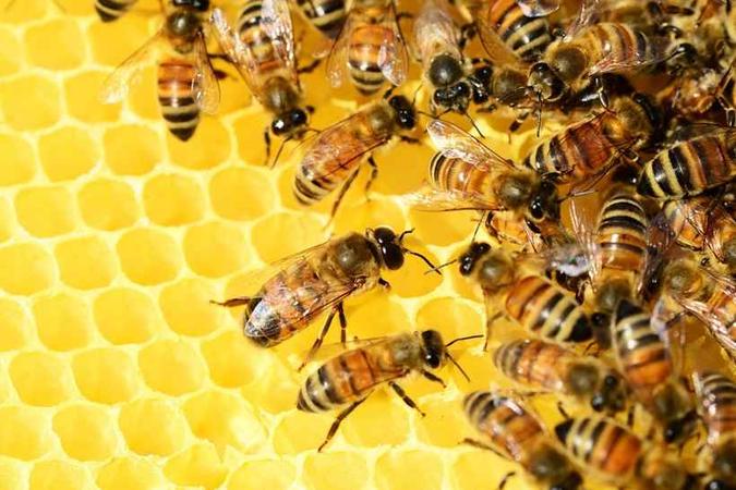 Para a biomimeticista Carol Freitas, a grande vantagem da biomimética é que a inspiração de um contexto natural faz com que a gente saia de nossos sistemas que, às vezes, não estão funcionando como deveriam e encontre caminhos para atender o contexto de nossas necessidades humanas(foto: Pixabay) Para a biomimeticista Carol Freitas, a grande vantagem da biomimética é que a inspiração de um contexto natural faz com que a gente saia de nossos sistemas que, às vezes, não estão funcionando como deveriam e encontre caminhos para atender o contexto de nossas necessidades humanas(foto: Pixabay)