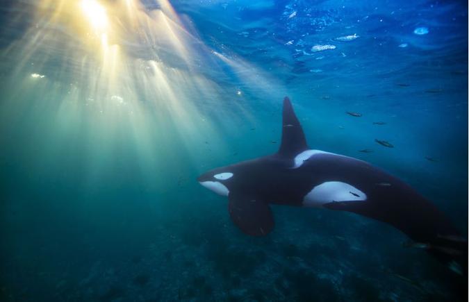 O químico interfere no funcionamento dos sistemas reprodutivo e imunológico do animal e é passado à prole pelo leite(foto: Audun Rikardsen/Divulgação ) O químico interfere no funcionamento dos sistemas reprodutivo e imunológico do animal e é passado à prole pelo leite(foto: Audun Rikardsen/Divulgação )