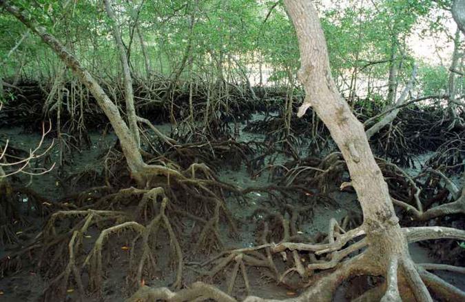 Zonas úmidas armazenam até três vezes mais carbono que as florestas(foto: Acácio Pinheiro/CB/D.A Press) Zonas úmidas armazenam até três vezes mais carbono que as florestas(foto: Acácio Pinheiro/CB/D.A Press)