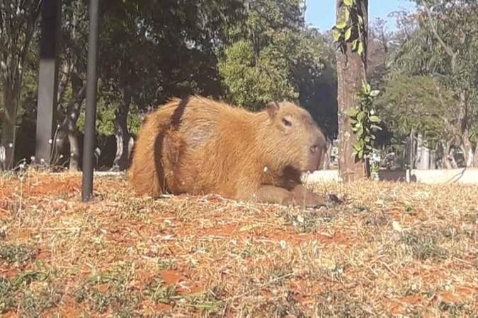 Capivara estava com alguns ferimentos na pata(foto: Polícia Militar/Divulgação) Capivara estava com alguns ferimentos na pata(foto: Polícia Militar/Divulgação)