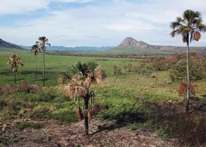 Todo queimado em outubro, o Jardim de Maytrea exibe a mundialmente famosa beleza: campos de flores, veredas e buritizais emoldurados por um horizonte recortado de montanhas (foto: Breno Fortes/CB/D.A Press ) Todo queimado em outubro, o Jardim de Maytrea exibe a mundialmente famosa beleza: campos de flores, veredas e buritizais emoldurados por um horizonte recortado de montanhas (foto: Breno Fortes/CB/D.A Press )