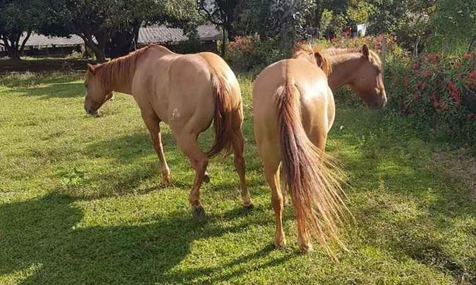 Animais viviam na propriedade há cerca de oito anos (foto: Arquivo pessoal) Animais viviam na propriedade há cerca de oito anos (foto: Arquivo pessoal)