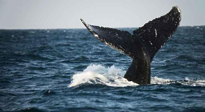 Baleia é vista nadando no Pacífico Sul: cientistas indicam graves consequências aos ecossistemas marinhos (foto: Cris Bouroncle/AFP) Baleia é vista nadando no Pacífico Sul: cientistas indicam graves consequências aos ecossistemas marinhos (foto: Cris Bouroncle/AFP)