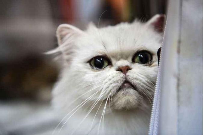Gatos não são eficientes no controle da população de ratos. Pior: acabam se tornando uma ameaça para passarinhos e outros pequenos animais urbanos inofensivos(foto: AFP / OZAN KOSE) Gatos não são eficientes no controle da população de ratos. Pior: acabam se tornando uma ameaça para passarinhos e outros pequenos animais urbanos inofensivos(foto: AFP / OZAN KOSE)