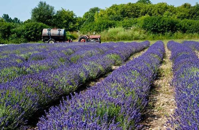 Nos campos, o plantio de lavanda e o cultivo de produtos orgânicos(foto: OTMPC/Divulgação) Nos campos, o plantio de lavanda e o cultivo de produtos orgânicos(foto: OTMPC/Divulgação)