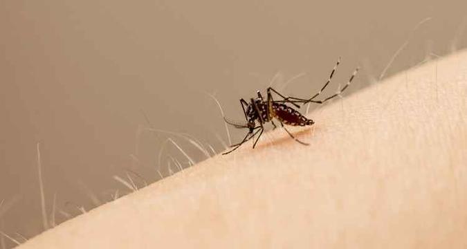 Mosquito Aedes aegypti é o transmissor da doença em áreas urbanas(foto: John Eisele/Colorado State University/Divulgacao)