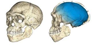 Reconstituição do crânio do mais antigo Homo sapiens.(foto: Nature/Divulgação) Reconstituição do crânio do mais antigo Homo sapiens.(foto: Nature/Divulgação)