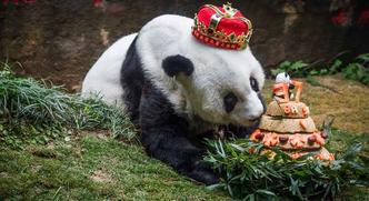 Basi era uma estrela na China, onde seu aniversário era muito celebrado, com direito à exibição em programas de TV(foto: China OUT / AFP / STR) Basi era uma estrela na China, onde seu aniversário era muito celebrado, com direito à exibição em programas de TV(foto: China OUT / AFP / STR)