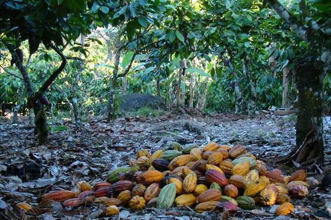 Os primeiros plantios de cacau foram feitos no ano de 1752 e as mudas extraídas no estado do Amazonas(foto: Alfredo Durães/EM/D.A Press - 7/7/11 ) Os primeiros plantios de cacau foram feitos no ano de 1752 e as mudas extraídas no estado do Amazonas(foto: Alfredo Durães/EM/D.A Press - 7/7/11 )