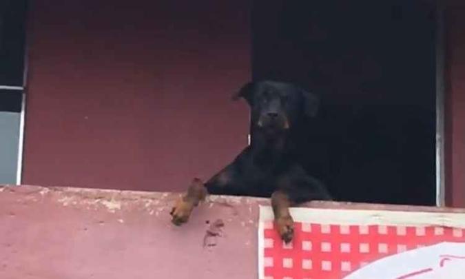 O caozinho acompanhou intrigado a execução de Carinhoso, de Pixinguinha(foto: Reprodução/Facebook) O caozinho acompanhou intrigado a execução de Carinhoso, de Pixinguinha(foto: Reprodução/Facebook)