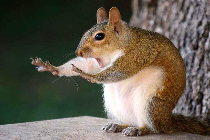 (foto: Mary McGowan/The Comedy Wildlife Photography Awards 2018) (foto: Mary McGowan/The Comedy Wildlife Photography Awards 2018)