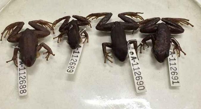 Além de maior (3,1 cm em média contra 2,8 da espécie-prima) e com uma coloração mais escura, o que o entregou a nova espécie foi seu canto peculiar(foto: Leo Malagoli/USP - Divulgação) Além de maior (3,1 cm em média contra 2,8 da espécie-prima) e com uma coloração mais escura, o que o entregou a nova espécie foi seu canto peculiar(foto: Leo Malagoli/USP - Divulgação)