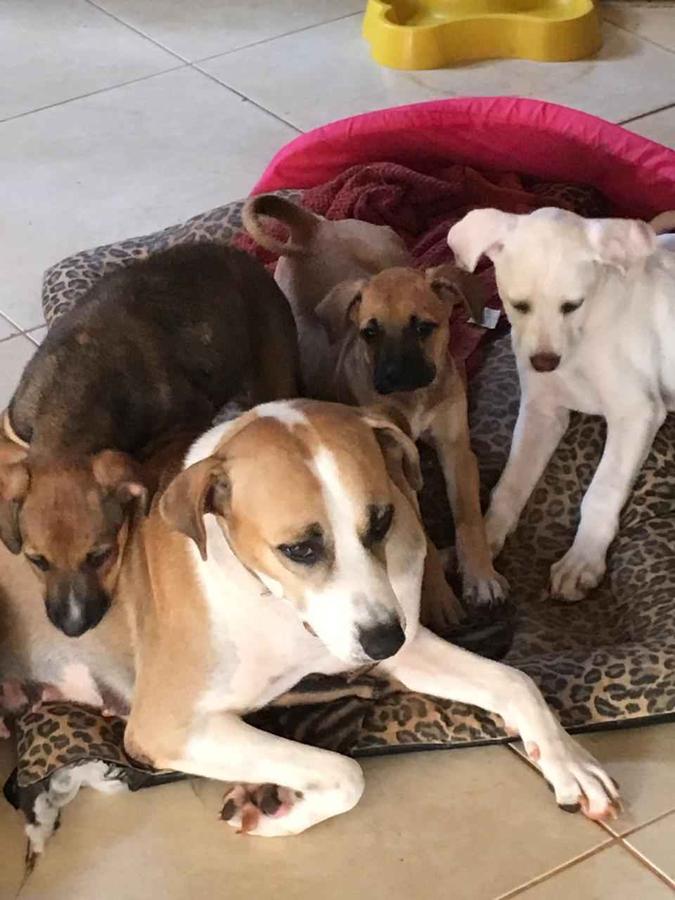Dália (a frente) foi resgatada pela família de Arthur depois de ser apedrejada na rua e dar à luz aos seus 12 filhotes(foto: Arquivo Pessoal) Dália (a frente) foi resgatada pela família de Arthur depois de ser apedrejada na rua e dar à luz aos seus 12 filhotes(foto: Arquivo Pessoal)