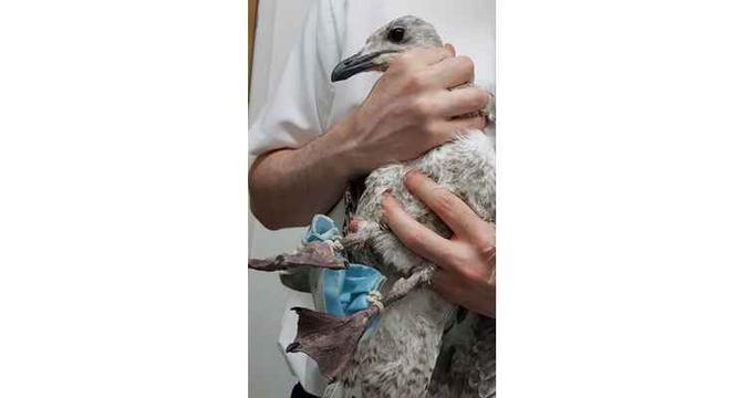 Gaivota com máscara descartável embolada nas pernas (foto: RSPCA/Twitter) Gaivota com máscara descartável embolada nas pernas (foto: RSPCA/Twitter)