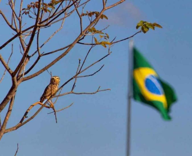 Coruja em árvore do Setor Militar Urbano@ivanrgsa/Instagram Coruja em árvore do Setor Militar Urbano@ivanrgsa/Instagram