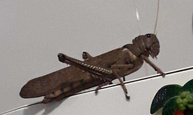 (foto: Reprodu��o/ Redes Sociais)