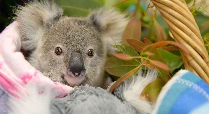 Riscos: de agosto a fevereiro, a temperatura sobe em todo o país e é comum que animais nativos comecem a se mover pela natureza, à procura de alimentos e de companheiros(foto: Ben Beaden/Australia Zoo/AFP) Riscos: de agosto a fevereiro, a temperatura sobe em todo o país e é comum que animais nativos comecem a se mover pela natureza, à procura de alimentos e de companheiros(foto: Ben Beaden/Australia Zoo/AFP)