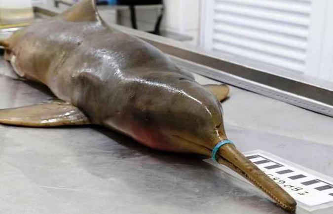 (foto: Reprodução/Instituto Biopesca) (foto: Reprodução/Instituto Biopesca)