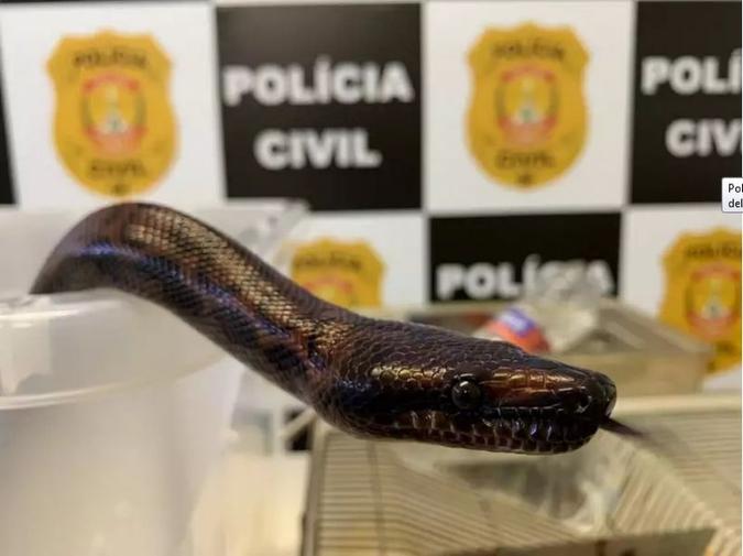 Uma das cobras apreendidas no DF em operação da Polícia Civil relacionada ao caso do estudante picado por naja(foto: PCDF/Divulgação) Uma das cobras apreendidas no DF em operação da Polícia Civil relacionada ao caso do estudante picado por naja(foto: PCDF/Divulgação)