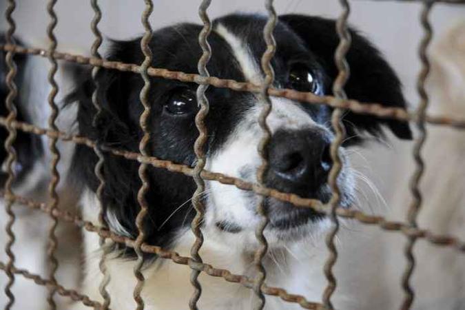 54 cães estão para adoção na Zoonoses (foto: Geovana Albuquerque/Agência Saúde) 54 cães estão para adoção na Zoonoses (foto: Geovana Albuquerque/Agência Saúde)