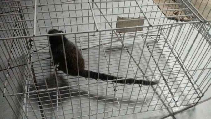 A PM resgatou o animal por volta das 15h e o transportou em uma gaiola antes de libertá-lo(foto: PMDF/Divulgação) A PM resgatou o animal por volta das 15h e o transportou em uma gaiola antes de libertá-lo(foto: PMDF/Divulgação)