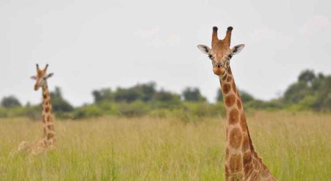 A girafa-núbia, primeira a ser descrita, se torna agora uma subespécie da girafa-do-norte, uma das mais ameaçadas de extinção(foto: Julian Fennessy/Divulgação ) A girafa-núbia, primeira a ser descrita, se torna agora uma subespécie da girafa-do-norte, uma das mais ameaçadas de extinção(foto: Julian Fennessy/Divulgação )