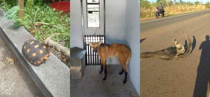 Entre os animais resgatados estão um jabuti, um lobo guará e um tamanduá-bandeira(foto: BPMA/Divulgação) Entre os animais resgatados estão um jabuti, um lobo guará e um tamanduá-bandeira(foto: BPMA/Divulgação)