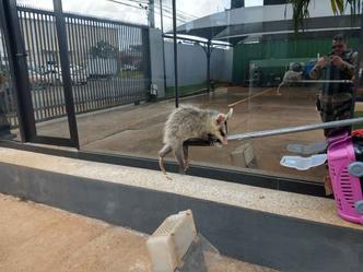 Saruê foi salvo sem ferimentos e devolvido à mata(foto: Divulgação PMDF) Saruê foi salvo sem ferimentos e devolvido à mata(foto: Divulgação PMDF)