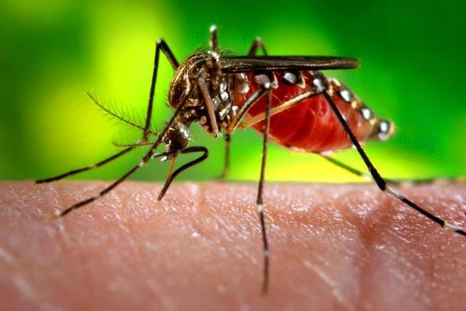 Até 11 de maio, 16 pessoas morreram por dengue no Distrito Federal(foto: Agência Brasil/Divulgação) Até 11 de maio, 16 pessoas morreram por dengue no Distrito Federal(foto: Agência Brasil/Divulgação)