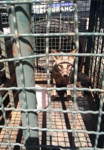 A raposa estava saudável e foi solta em uma região de cerrado pelos policiais(foto: Divulgação/BPMA) A raposa estava saudável e foi solta em uma região de cerrado pelos policiais(foto: Divulgação/BPMA)