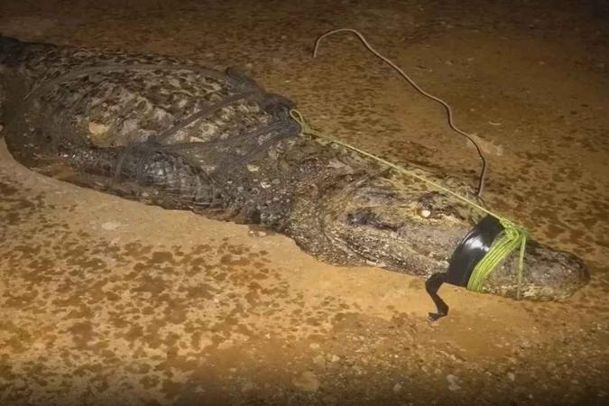 Jacaré foi encontrado com um arame na boca e será levado ao Zoológico para tratamento(foto: Divulgação / BPMA) Jacaré foi encontrado com um arame na boca e será levado ao Zoológico para tratamento(foto: Divulgação / BPMA)