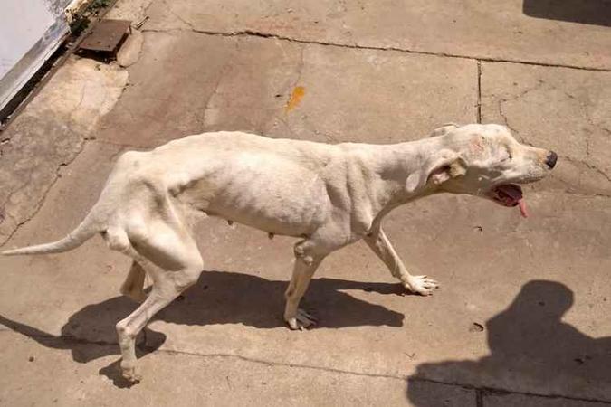 A cadela foi encontrada desnutrida em São Sebastião(foto: PMDF/Divulgação) A cadela foi encontrada desnutrida em São Sebastião(foto: PMDF/Divulgação)