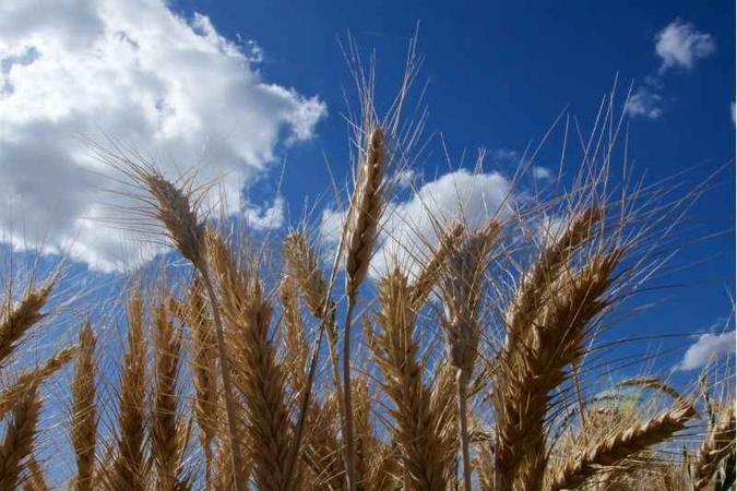 A linhagem de trigo estudada é usada na produção de pães e tem o genoma cinco vezes maior que o humano(foto: Isabelle Caugant/ Divulgação) A linhagem de trigo estudada é usada na produção de pães e tem o genoma cinco vezes maior que o humano(foto: Isabelle Caugant/ Divulgação)