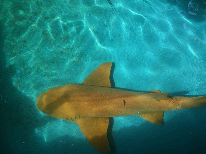 Imagine passar a mão na cabeça de um tubarão lixa e ainda registrar a cena. No oceanário do Projeto Tamar, isso é possível, com a orientação de um monitor, é claro(foto: Jailson Rodrigo Pacheco/Flickr) Imagine passar a mão na cabeça de um tubarão lixa e ainda registrar a cena. No oceanário do Projeto Tamar, isso é possível, com a orientação de um monitor, é claro(foto: Jailson Rodrigo Pacheco/Flickr)