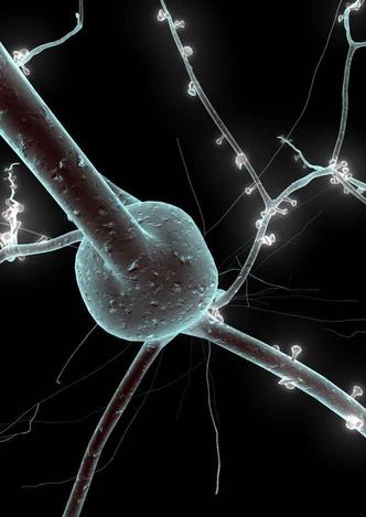 É possível recuperar os neurônios menos afetados durante um derrame, afirmam os autores da pesquisa sobre a nova droga(foto: EPFL/Blue Brain Project) É possível recuperar os neurônios menos afetados durante um derrame, afirmam os autores da pesquisa sobre a nova droga(foto: EPFL/Blue Brain Project)