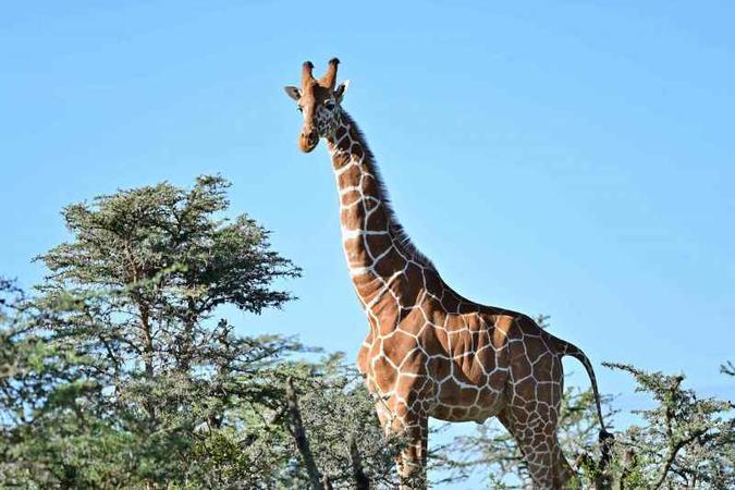 Girafa em um parque natural protegido do Quênia: microbiomas alterados podem afetar teias alimentares e ecossistemas, determinando quem sobrevive e quem é extinto (foto: AFP / TONY KARUMBA ) Girafa em um parque natural protegido do Quênia: microbiomas alterados podem afetar teias alimentares e ecossistemas, determinando quem sobrevive e quem é extinto (foto: AFP / TONY KARUMBA )