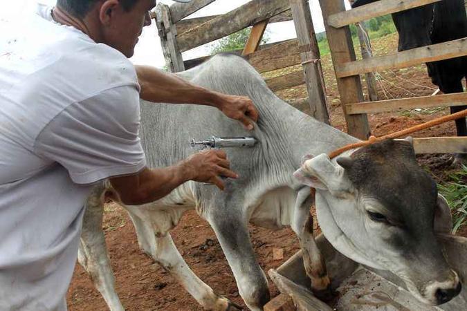 O certificado atestará que a febre aftosa está controlada em todo o território brasileiro, por meio da aplicação de vacinas(foto: Toninho Tavares/Agencia Brasilia) O certificado atestará que a febre aftosa está controlada em todo o território brasileiro, por meio da aplicação de vacinas(foto: Toninho Tavares/Agencia Brasilia)
