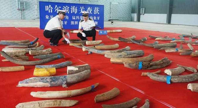 Apreensão representa uma descoberta recorde ligada à proibição do comércio de marfim na China(foto: AFP) Apreensão representa uma descoberta recorde ligada à proibição do comércio de marfim na China(foto: AFP)