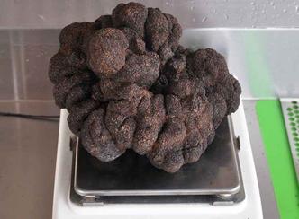 O fungo conserva seu frescor por apenas alguns dias, disse Dunbar, que decidiu conservá-la em um pote com álcool e expô-la(foto: Stuart Dunbar/AFP) O fungo conserva seu frescor por apenas alguns dias, disse Dunbar, que decidiu conservá-la em um pote com álcool e expô-la(foto: Stuart Dunbar/AFP)