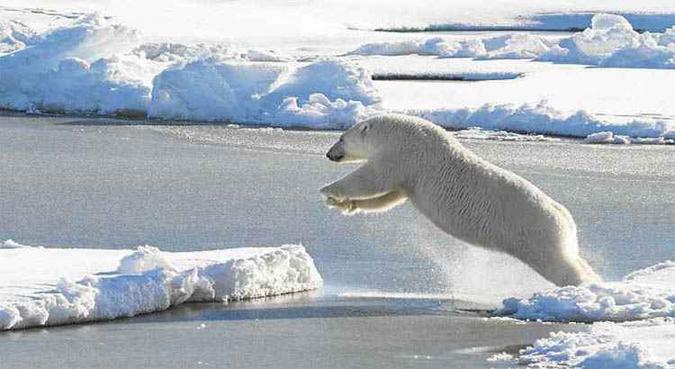 Urso salta entre blocos de gelo no Ártico: Hemisfério Norte é o que mais deve sofrer mudanças no clima com o aumento da temperatura global(foto: US Coast Guard/Cory J. Mendendhall) Urso salta entre blocos de gelo no Ártico: Hemisfério Norte é o que mais deve sofrer mudanças no clima com o aumento da temperatura global(foto: US Coast Guard/Cory J. Mendendhall)